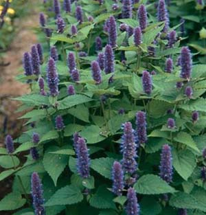 Anise Hyssop Blue - Click Image to Close